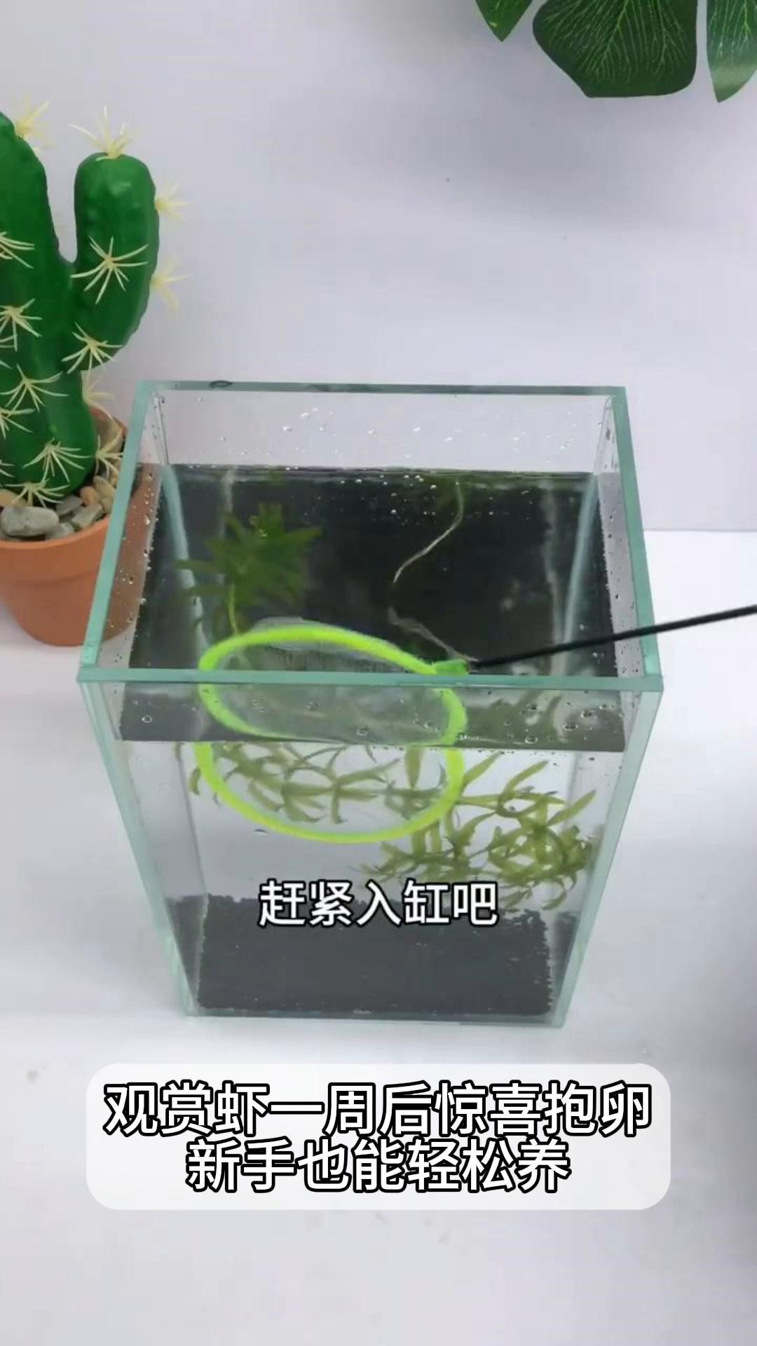 观赏虾一周后惊喜抱卵,新手也能轻松养
