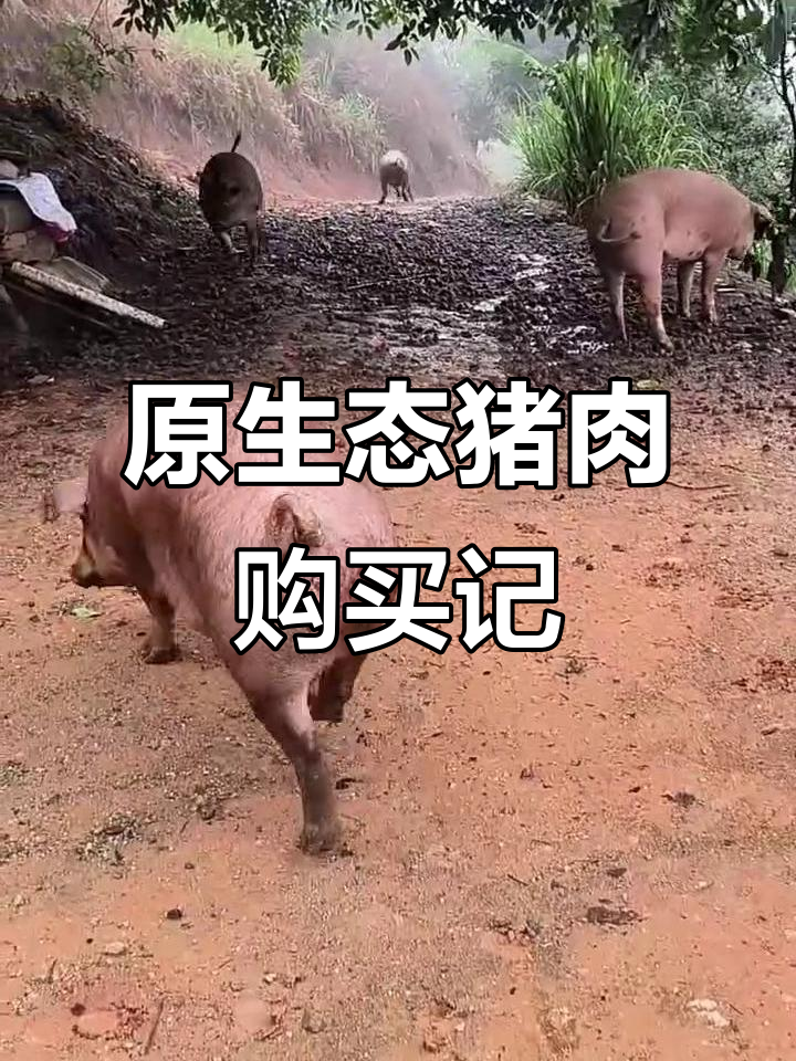 买猪日常:阿妈带你了解原生态猪肉的魅力