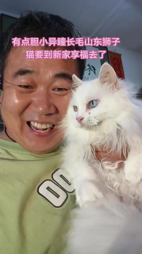 被弃养胆小的毛孩子能去这样的家庭是最适合不过的,养猫有经验有耐心很重要!姐姐就喜欢长毛白猫