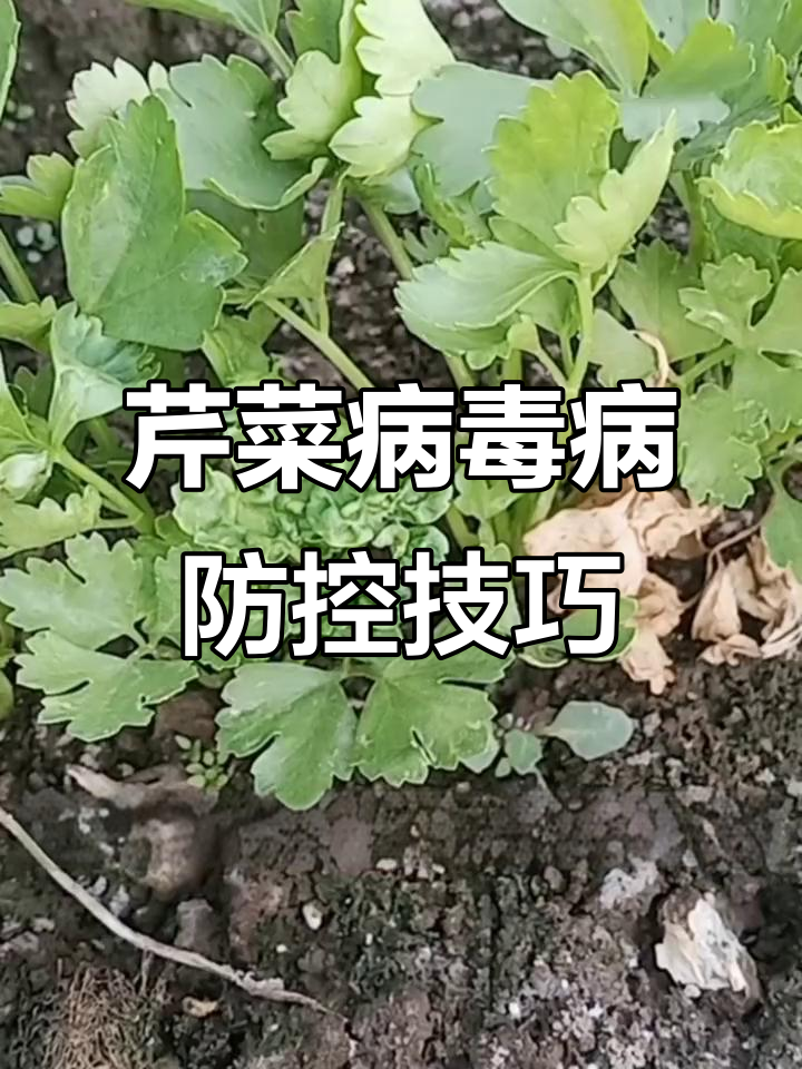 芹菜病毒病防治全攻略:从药物到营养管理