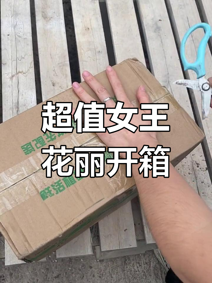 29.9元买女王花笠,超值多肉开箱!