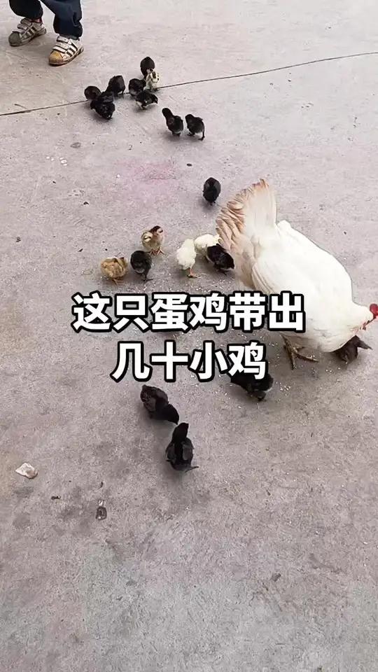 蛋鸡也能孵出几十只小鸡#鸡宝宝