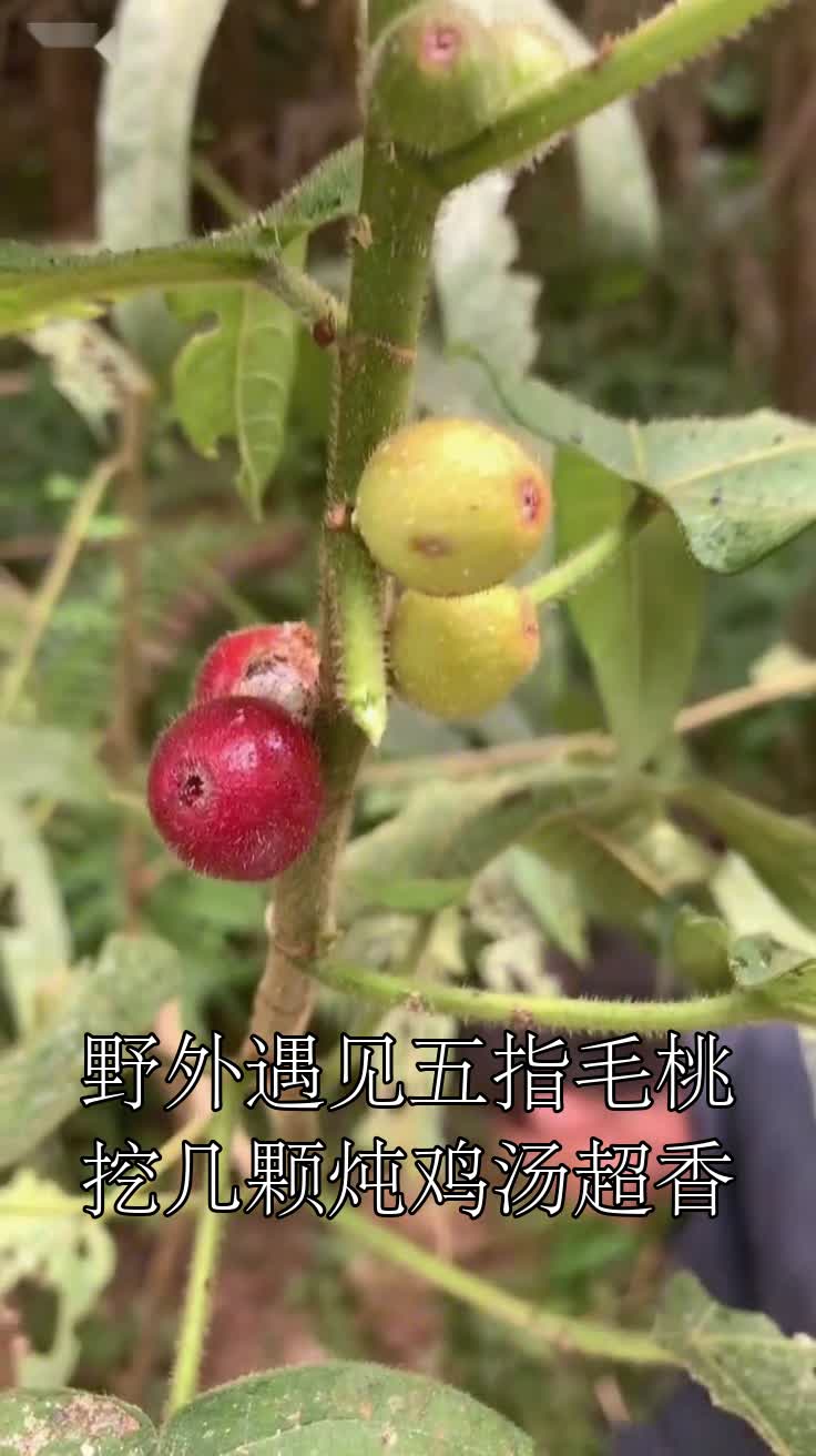 野外遇见五指毛桃挖几颗炖鸡汤超香