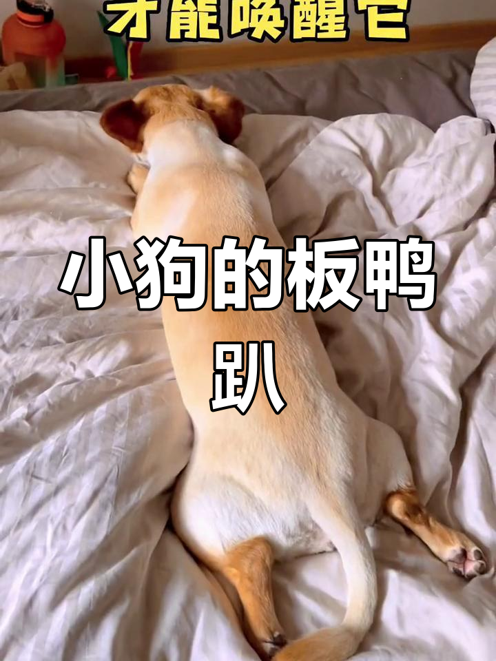 狗狗的板鸭趴姿势,萌态十足