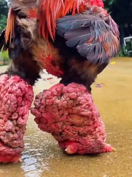 越南东涛鸡 脚大如树根,东涛鸡到底有多神奇