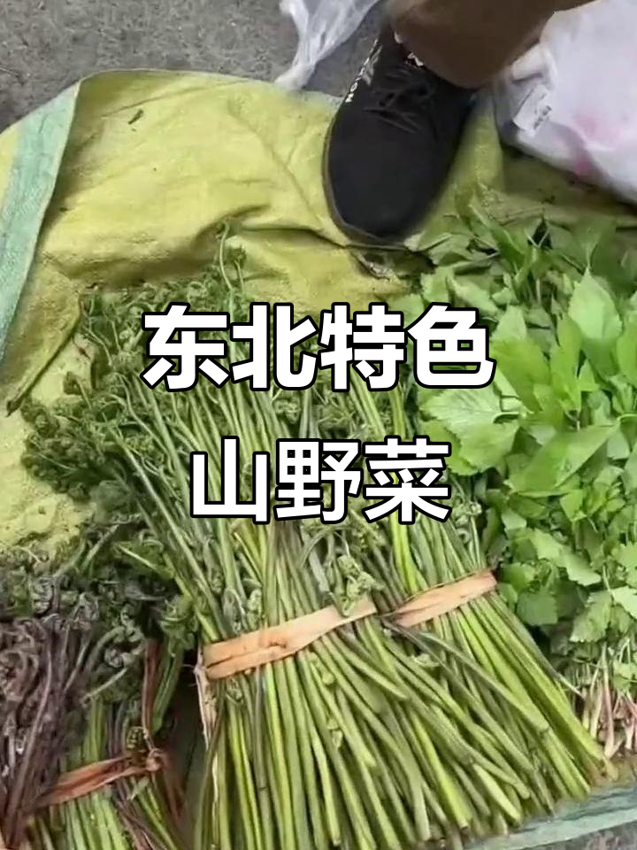 东北春季山野菜大揭秘:黑霞琴、猴子腿儿龙须菜的独特美味