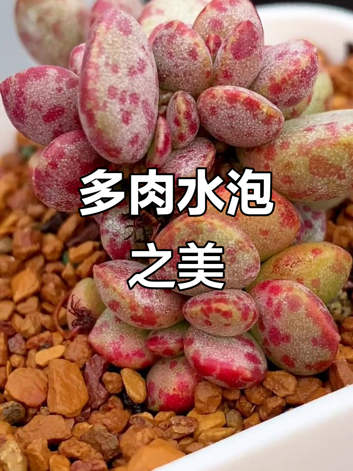 水泡多肉植物,美丽季节的独特魅力