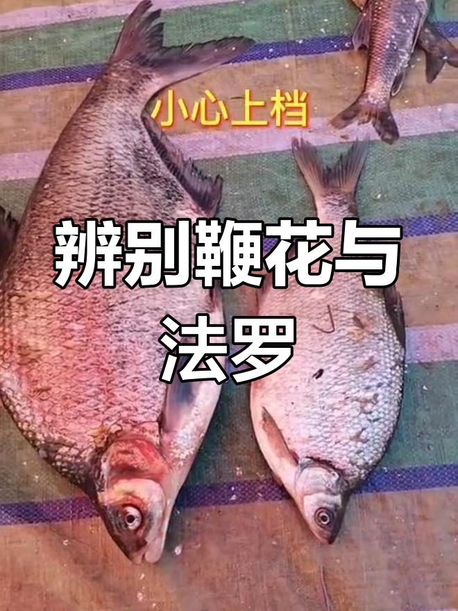 如何区分鞭花鱼和法罗鱼的背部特征,避免被误导