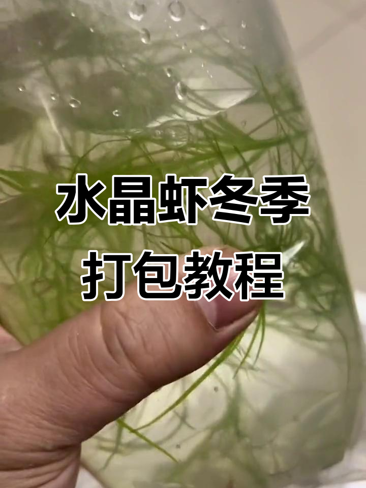 冬季打包技巧大揭秘,如何让水晶虾安全过冬