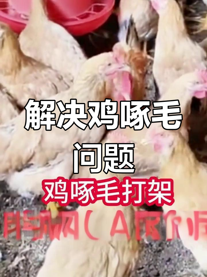 鸡啄毛打架的五大原因及解决方法