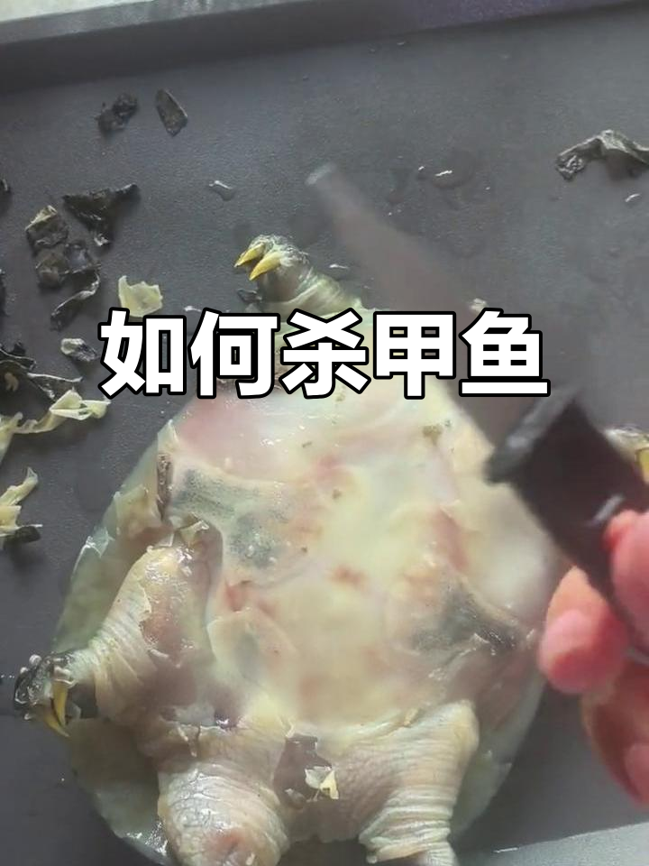 甲鱼处理技巧大揭秘,轻松去壳剥皮