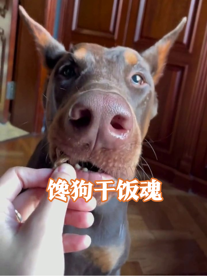 杜宾犬吃零食名场面：一口闷鸡爪后表情亮了