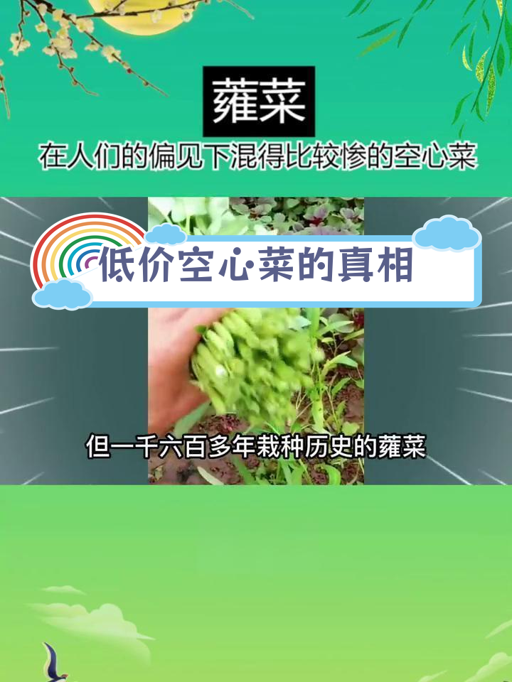 空心菜:被误解的廉价蔬菜