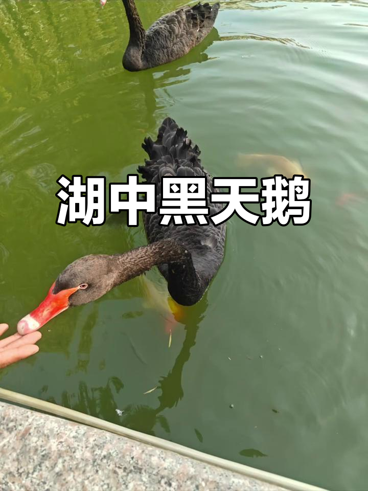 黑天鹅静谧湖面,倒影映出自然之美