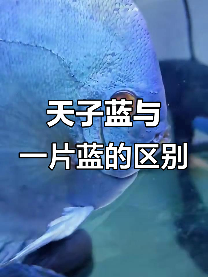 蓝钻七彩神仙鱼:天子与一片蓝的完美对比