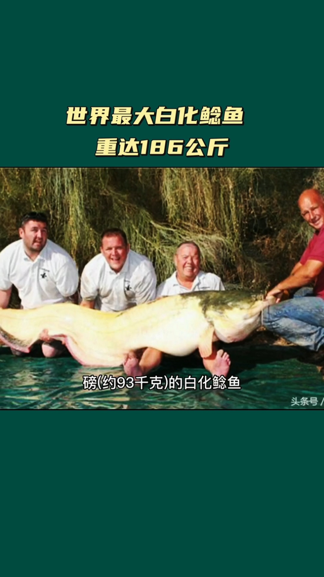 世界最大白化鲶鱼重186公斤