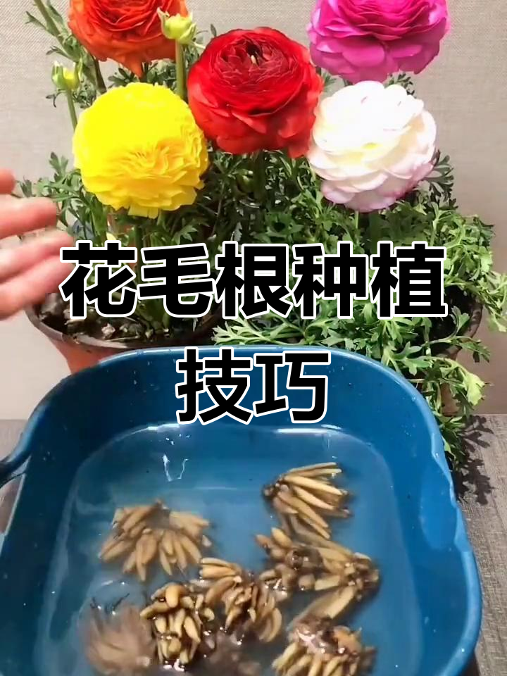 芹叶牡丹:花大如牡丹,叶片似芹菜,养护简单又美观