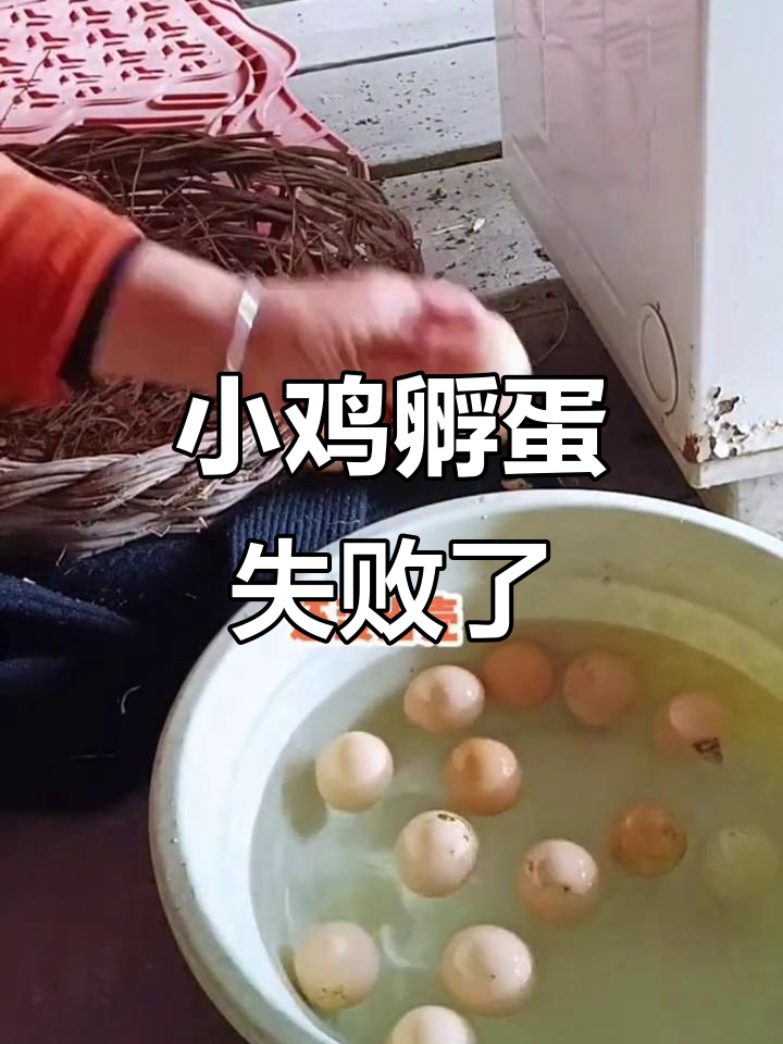 农村生活日常:小鸡孵化失败,鸡蛋冻裂了