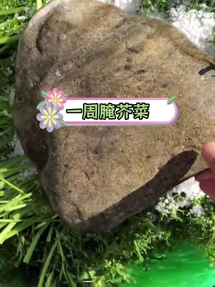 芥菜英的腌制方法