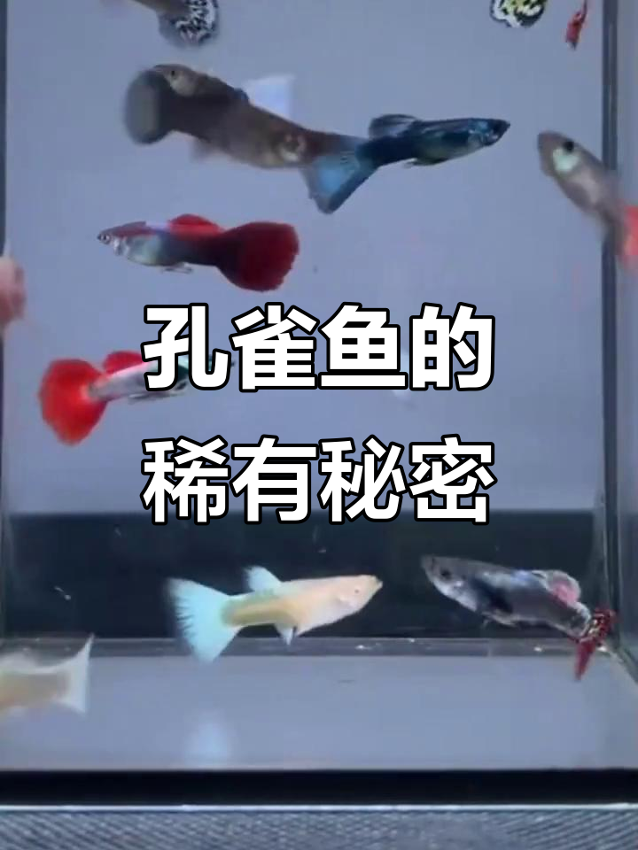 孔雀鱼稀有度大揭秘,白化与金属蛇王最珍贵