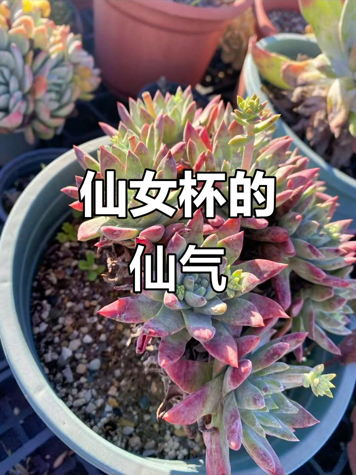仙女杯状态满满,仙气十足的多肉老桩展示