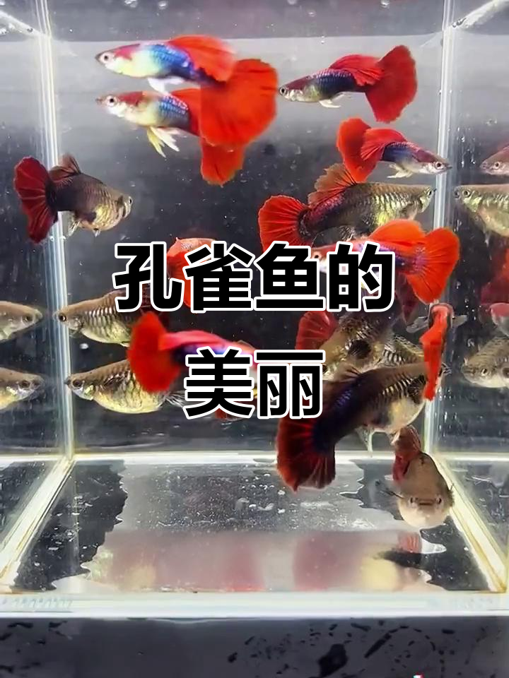 孔雀鱼色彩斑斓,游动如丝般顺滑,美得令人陶醉