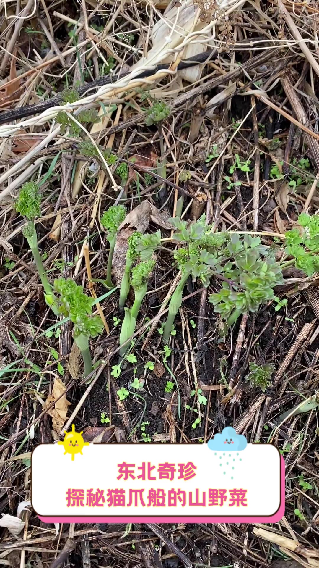东北奇珍,探秘猫爪般的山野菜