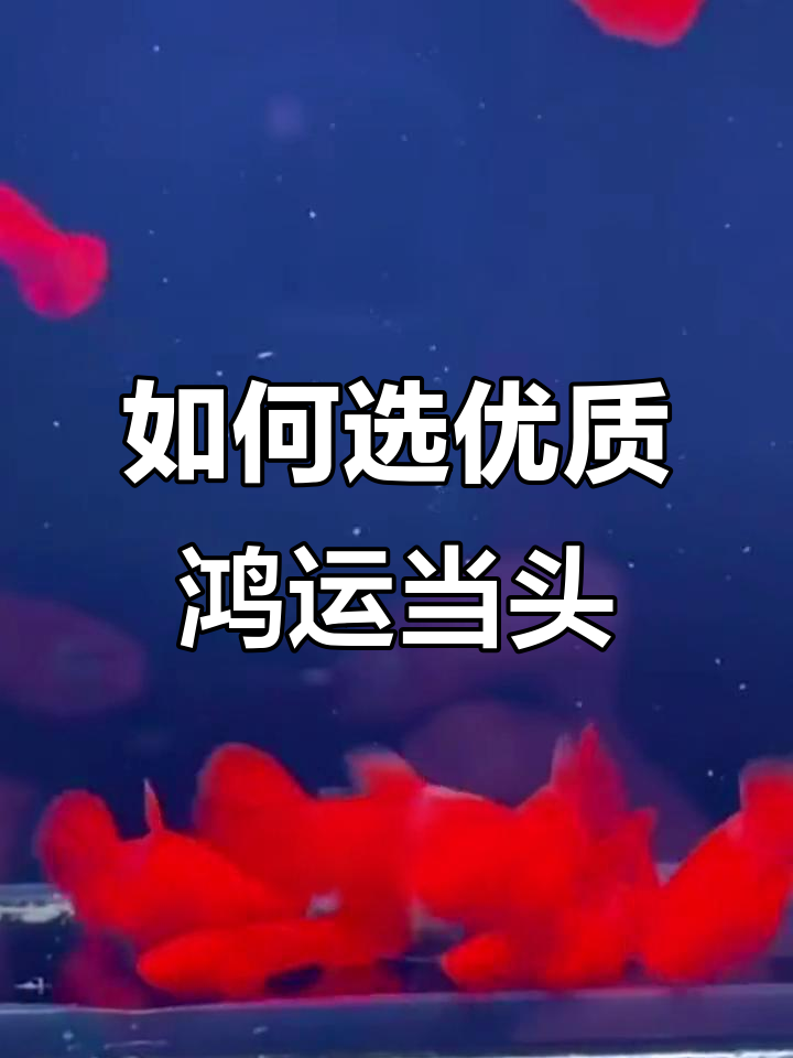 挑选鸿运当头孔雀鱼,看这些关键特征!