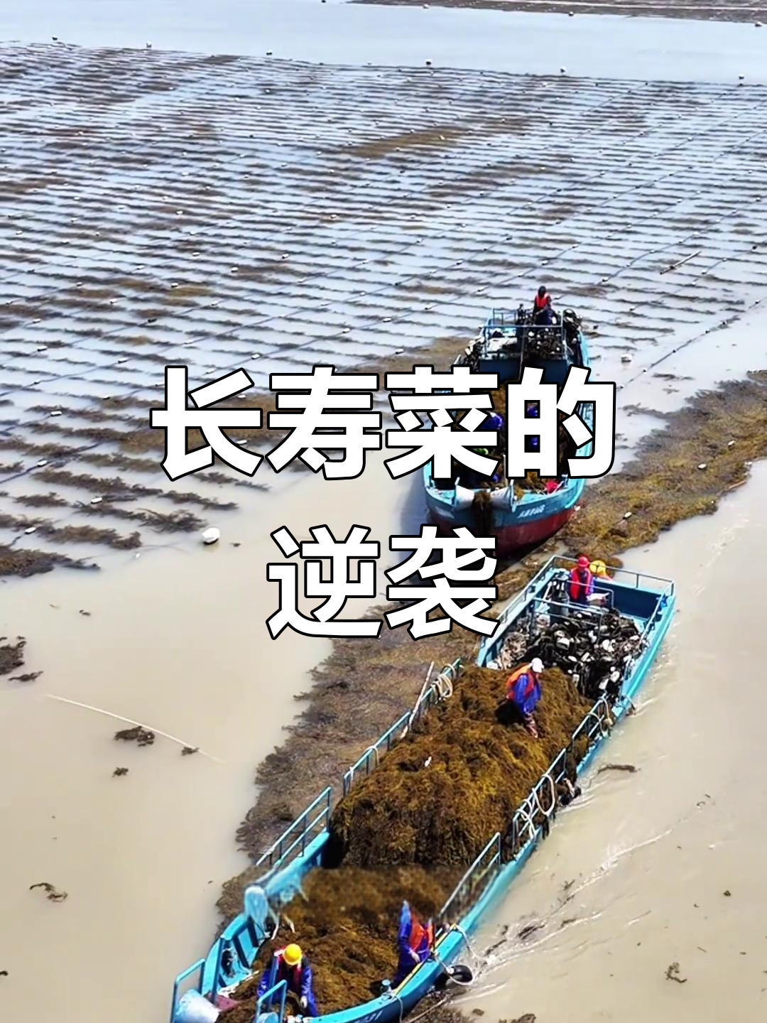 日本热捧的“长寿菜”,曾被国内忽视,如今大量进口