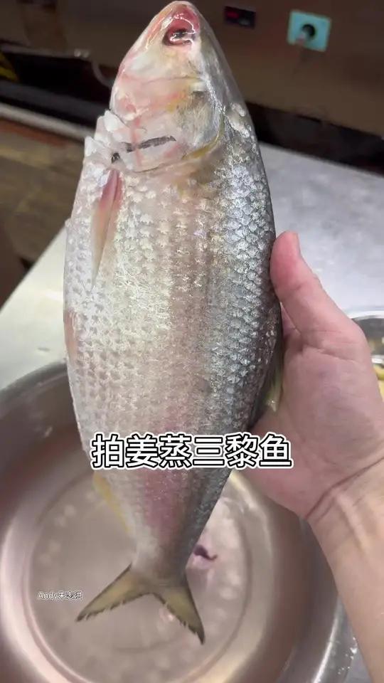拍姜蒸三黎鱼 万物皆可种草搜三黎鱼