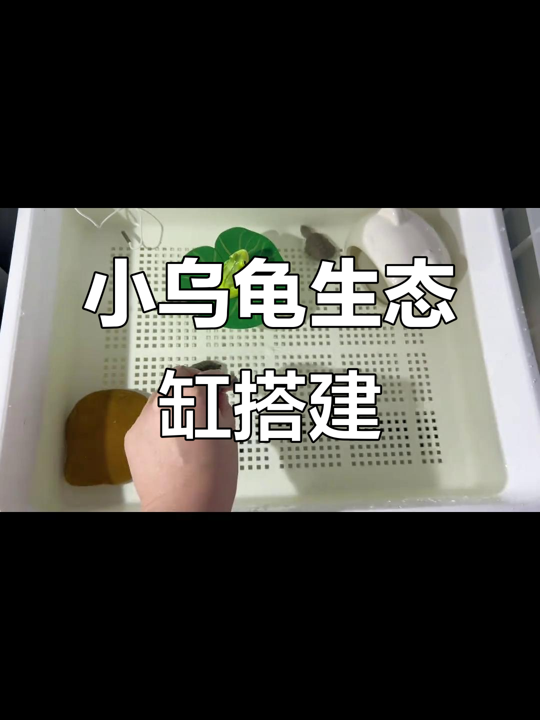简易龟缸造景,轻松打造小苗子舒适家园