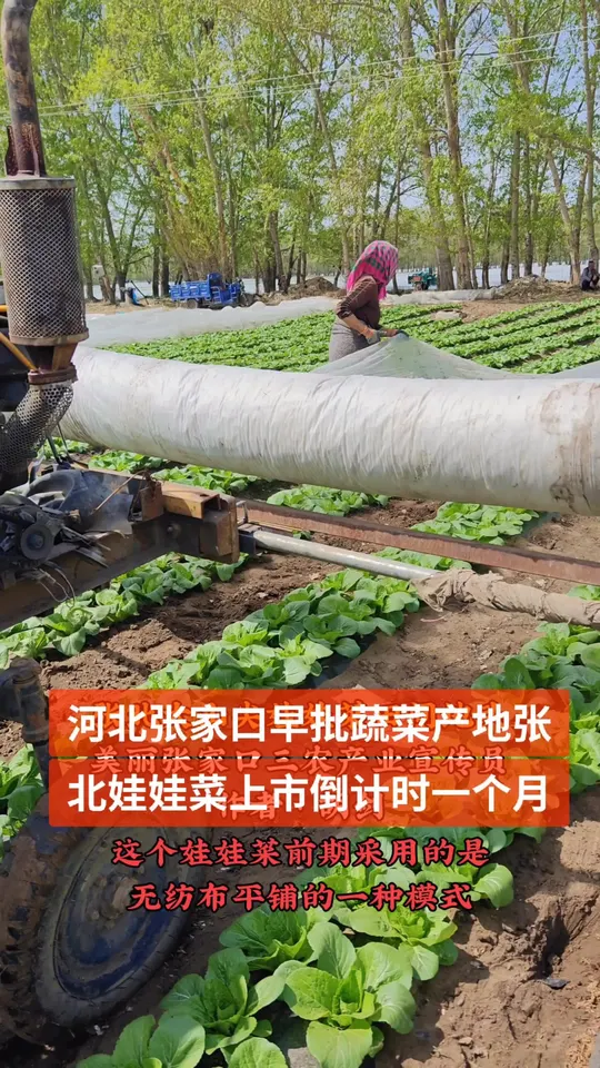 河北张家口张北县大山尖村坝上娃娃菜种植产地