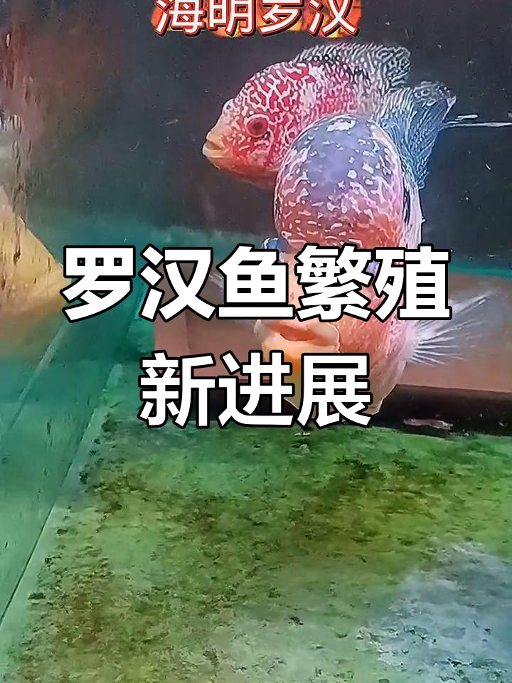 珍珠火凤罗汉鱼配对成功,短体基因能否带来惊喜?