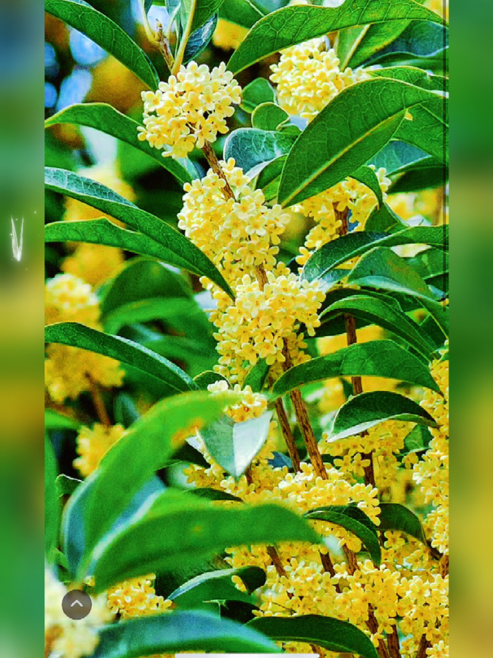 桂花的花语是:清新脱俗、吉详、富贵的象征