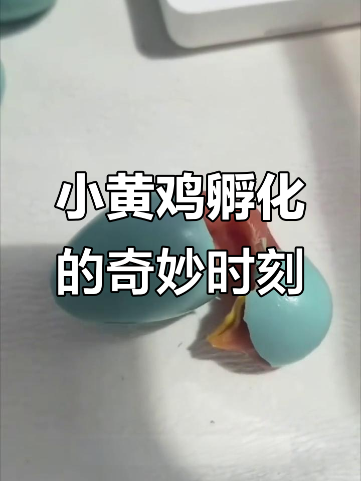 越南小黄鸡孵化全过程,蓝壳蛋和绿壳蛋大揭秘