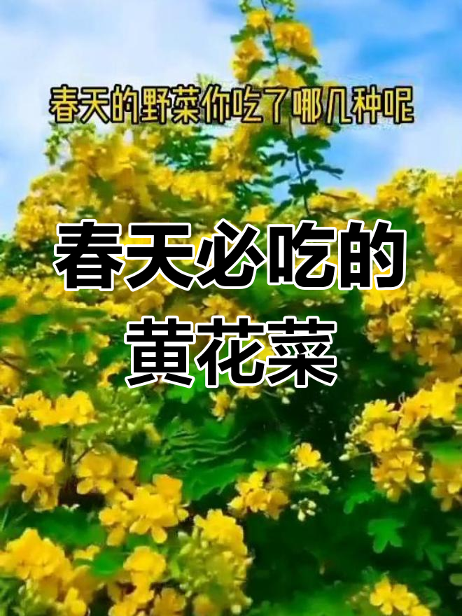 黄花菜:春天的美味野菜