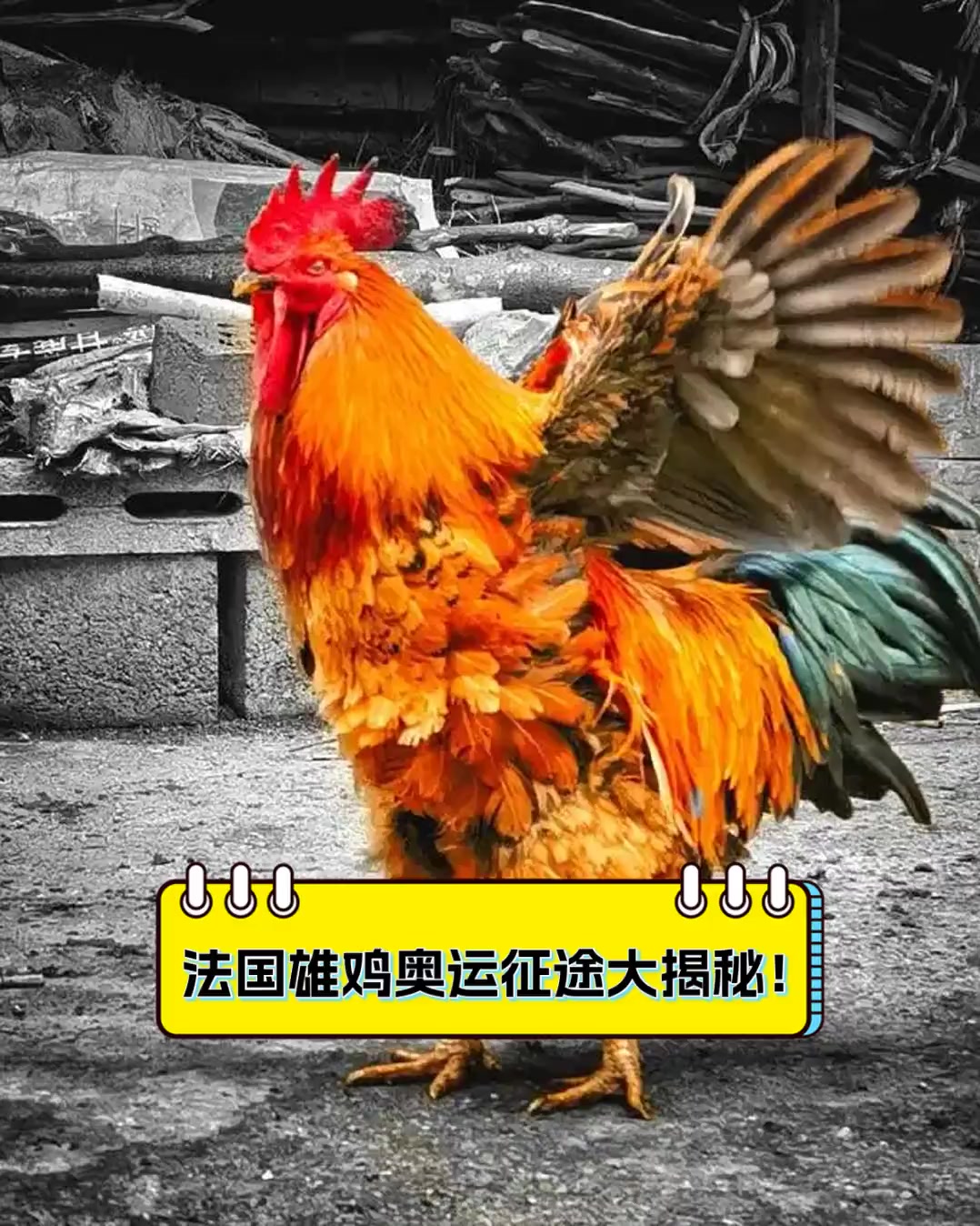 法国雄鸡奥运征途大揭秘!