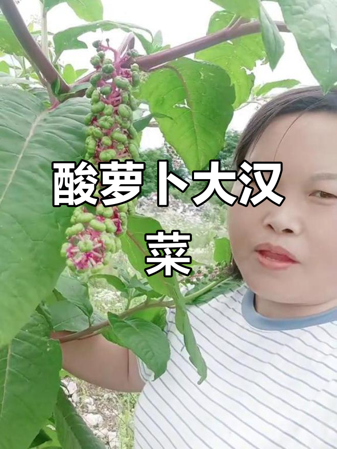 大汉菜:酸辣爽口,脚跟会跑?试试这个方法!