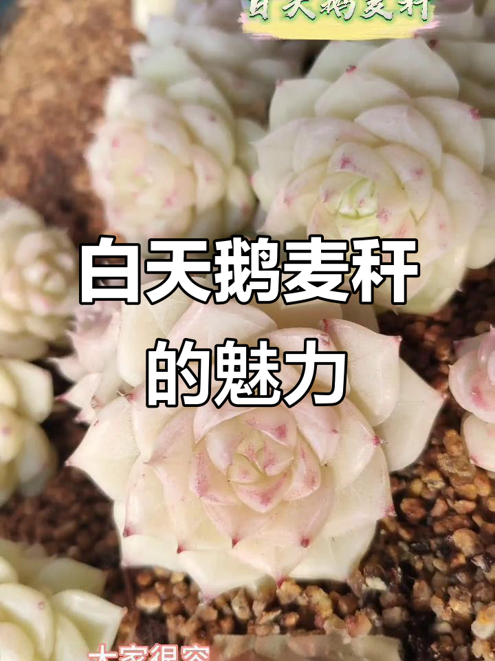 白天鹅麦秆:纯洁美丽,夏季养护轻松