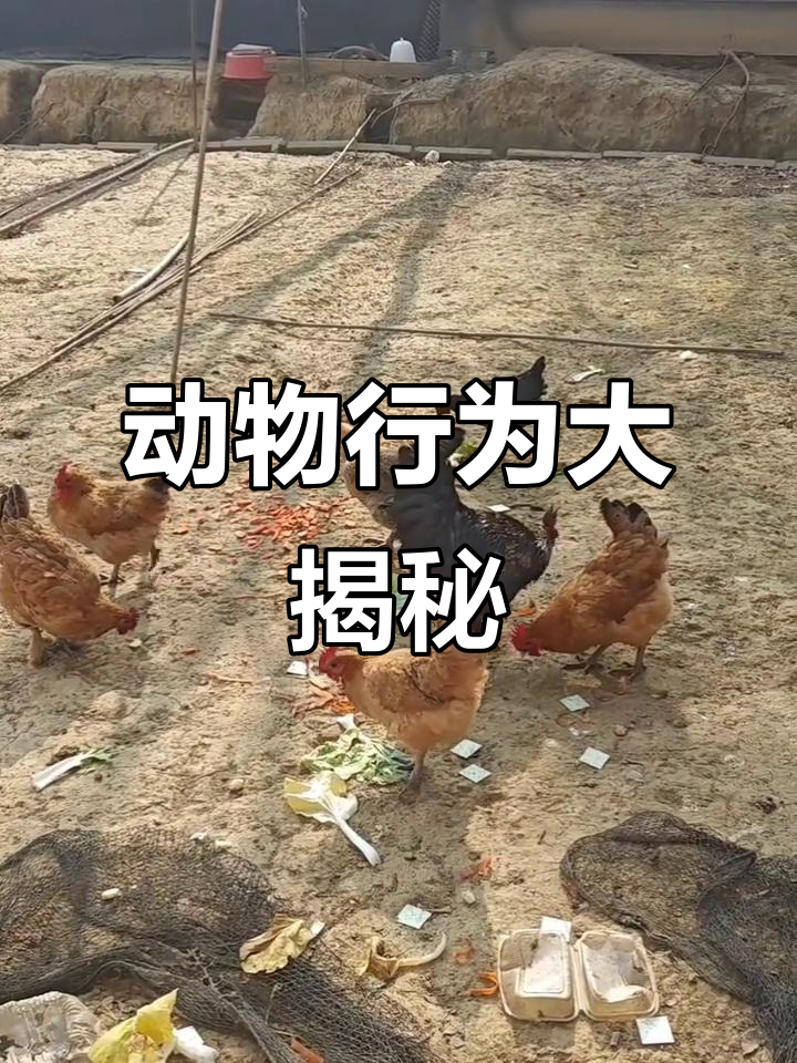 公鸡中午打鸣,山羊跳舞鸭子转圈,背后有神奇秘诀!