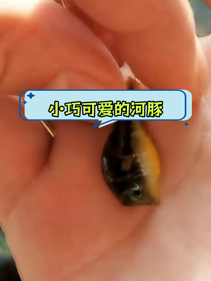 迷你狗头鱼,能鼓成球吗?