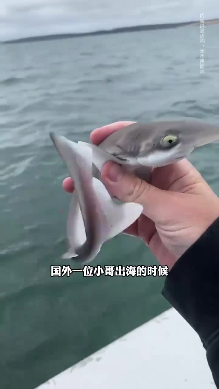 鲨鱼小王子竟被小哥钓起!这运气绝了