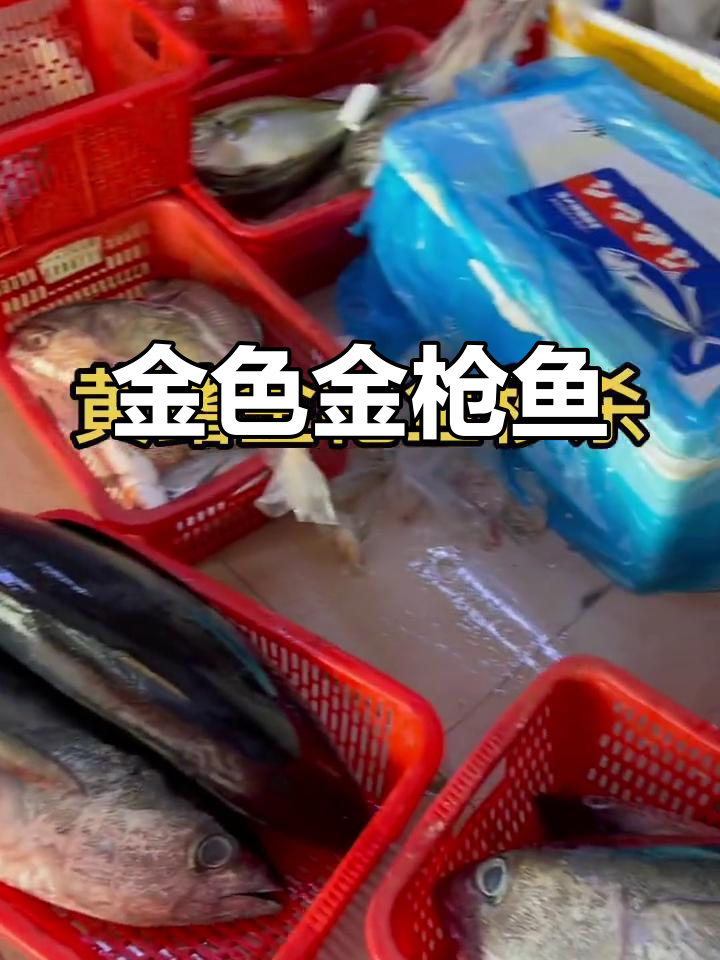 黄鳍金枪鱼,金色背鳍的珍贵美味