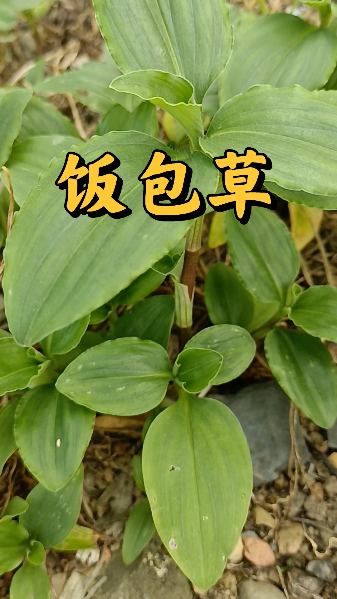 饭包草!别名火柴头,竹叶菜等!鸭跖草科
