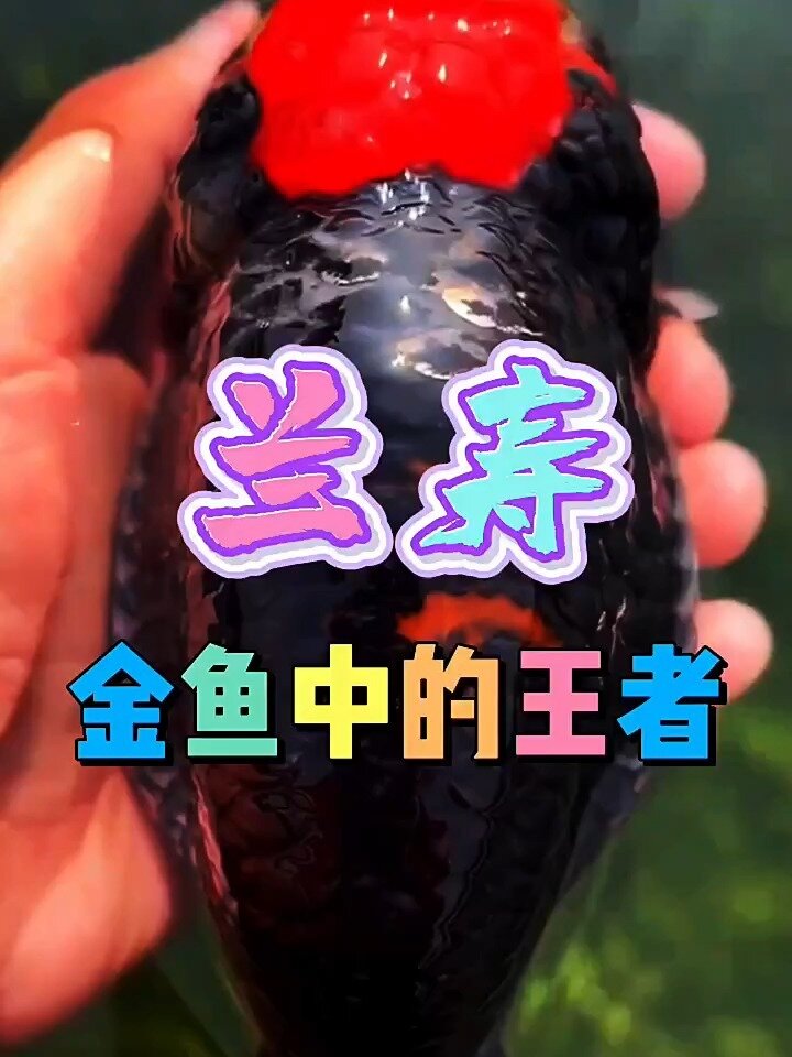 金鱼王者