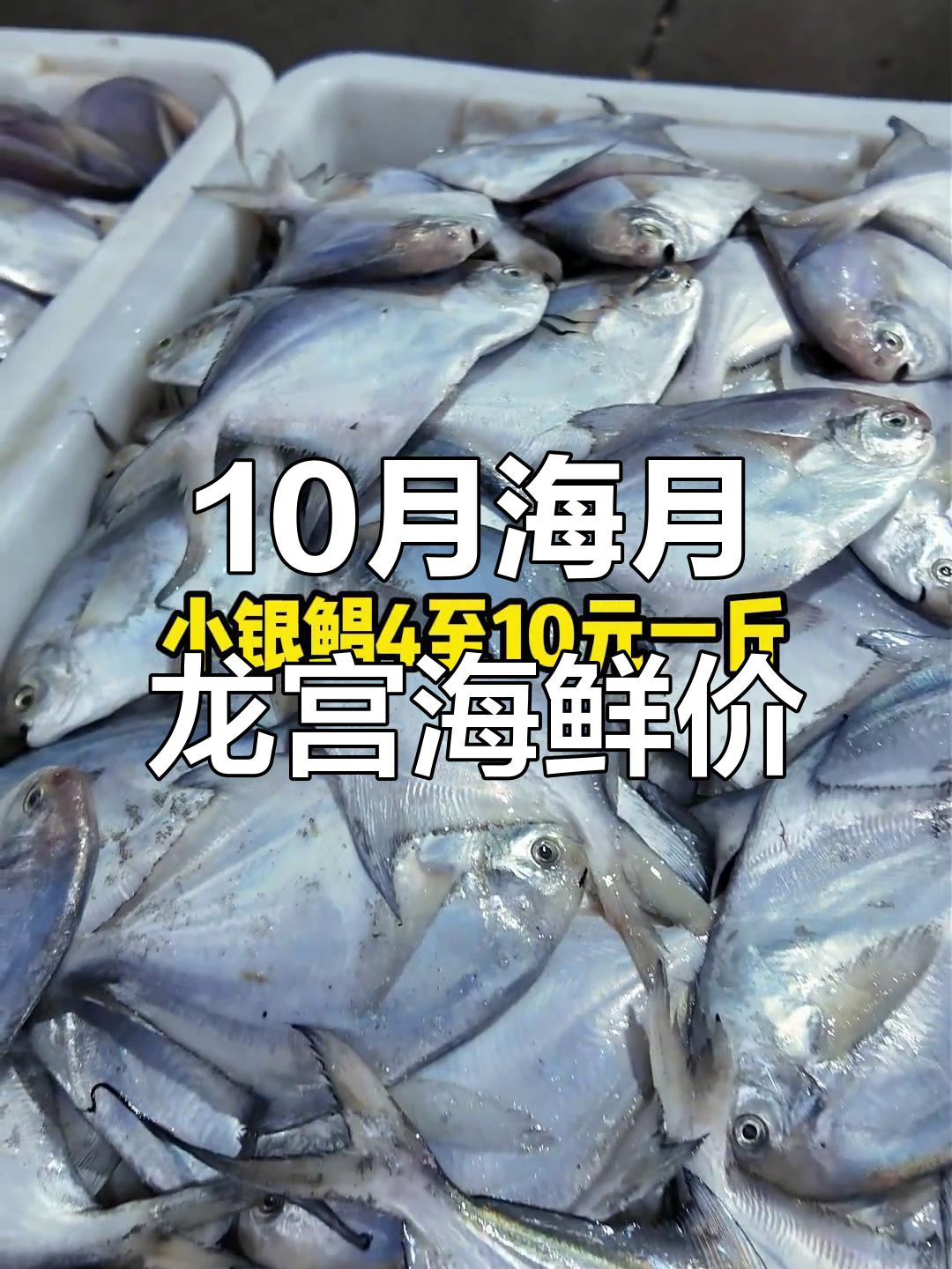 10月11日海月龙宫海鲜市场行情大揭秘,虾价一览