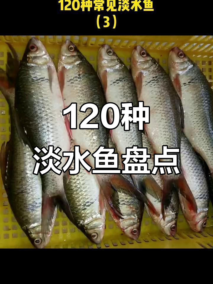 120种常见淡水鱼大揭秘,看看你吃过几种?