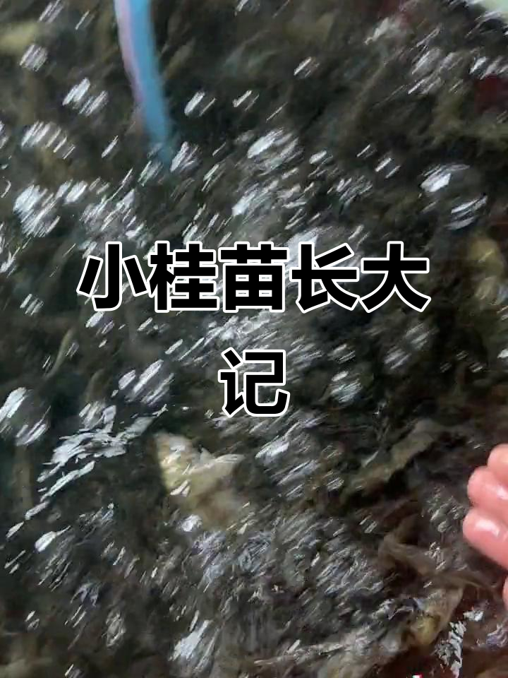 10公分桂花鱼苗,年底长成2斤大鳜