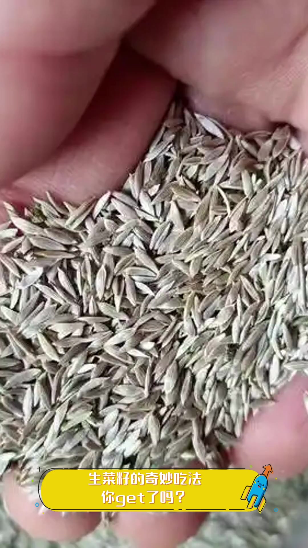 生菜籽的奇妙吃法,你get了吗?