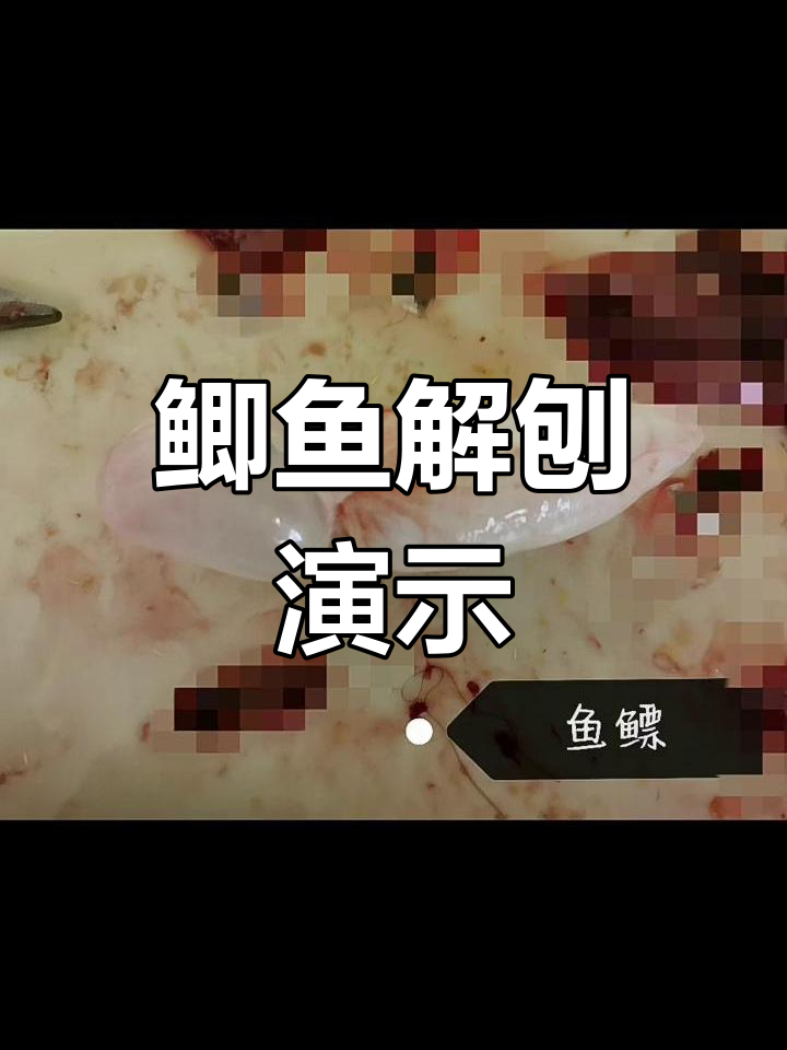 鲫鱼解剖全过程,详细步骤揭秘
